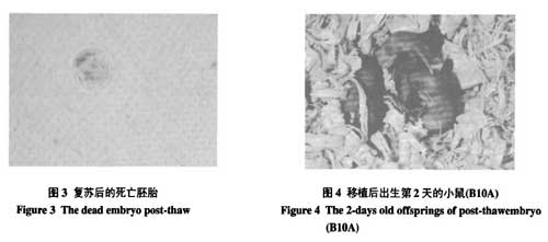 液氮运输罐短期储存胚胎的可行性研究的结果