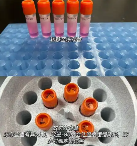 冻存